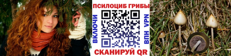 Купить закладки  Уварово  Псилоцибиновые грибы прущие грибы 